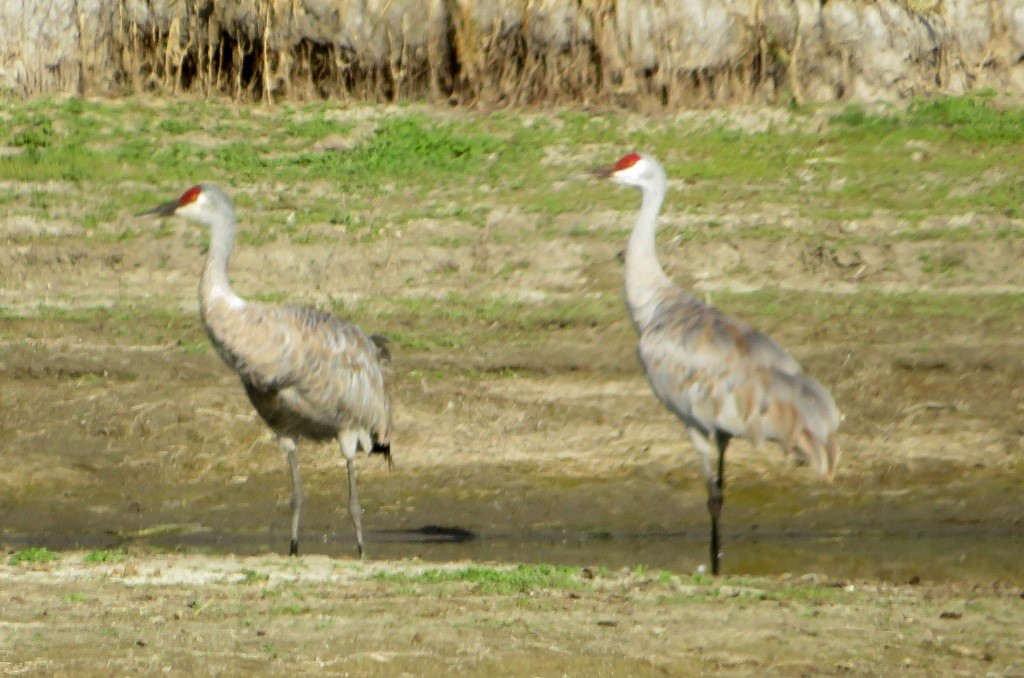 Sandhill Crane - ML641379908