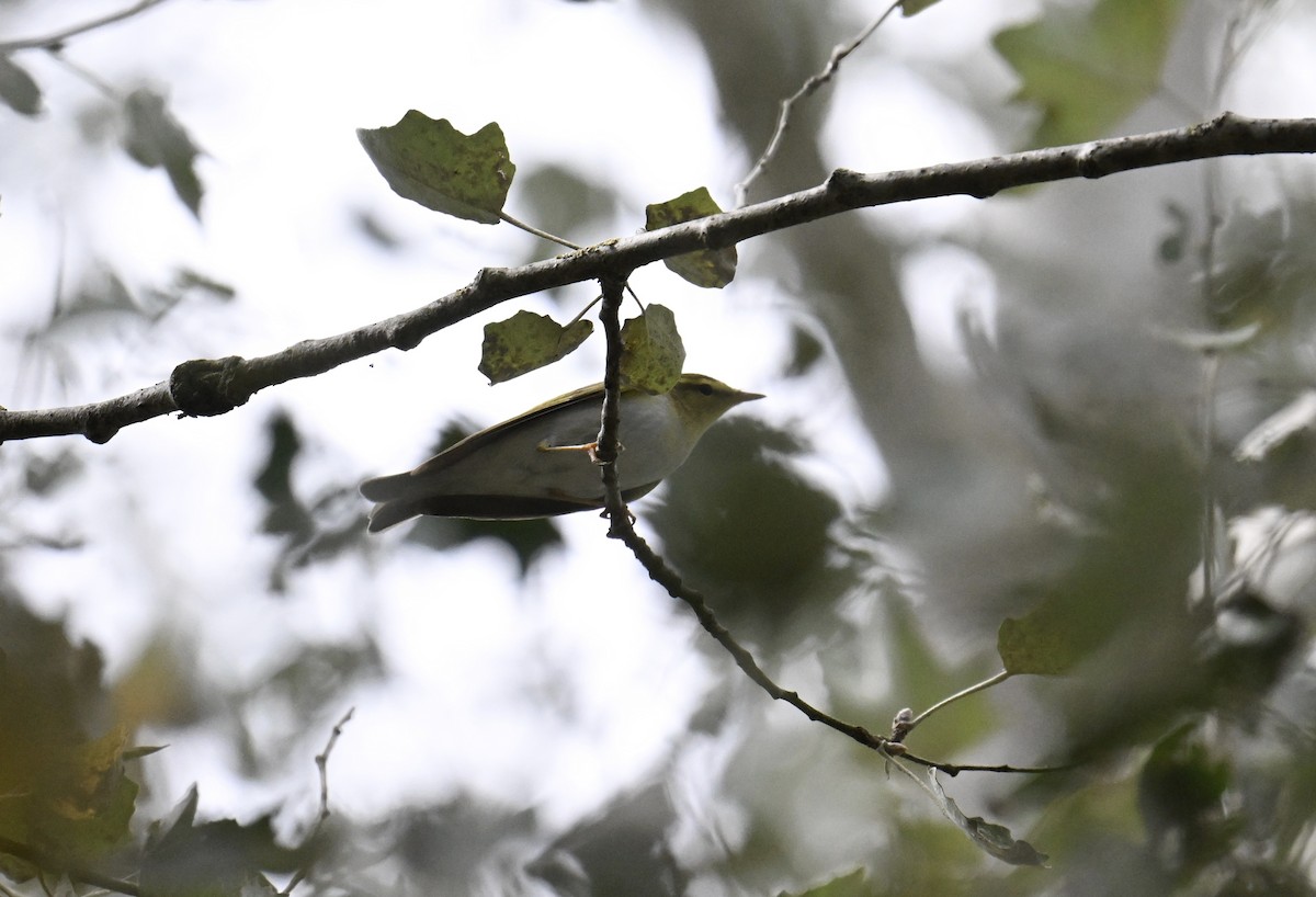 Wood Warbler - ML641379940