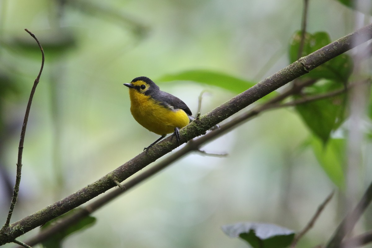 Spectacled Redstart - ML641379949