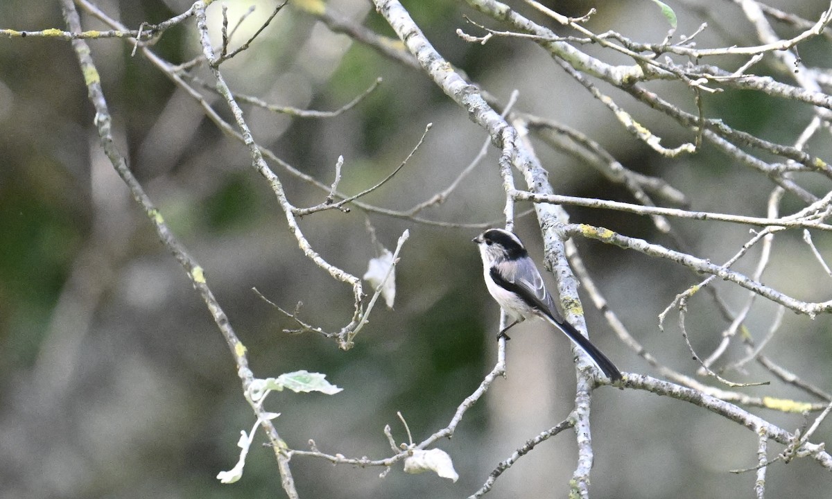 Long-tailed Tit - ML641379950