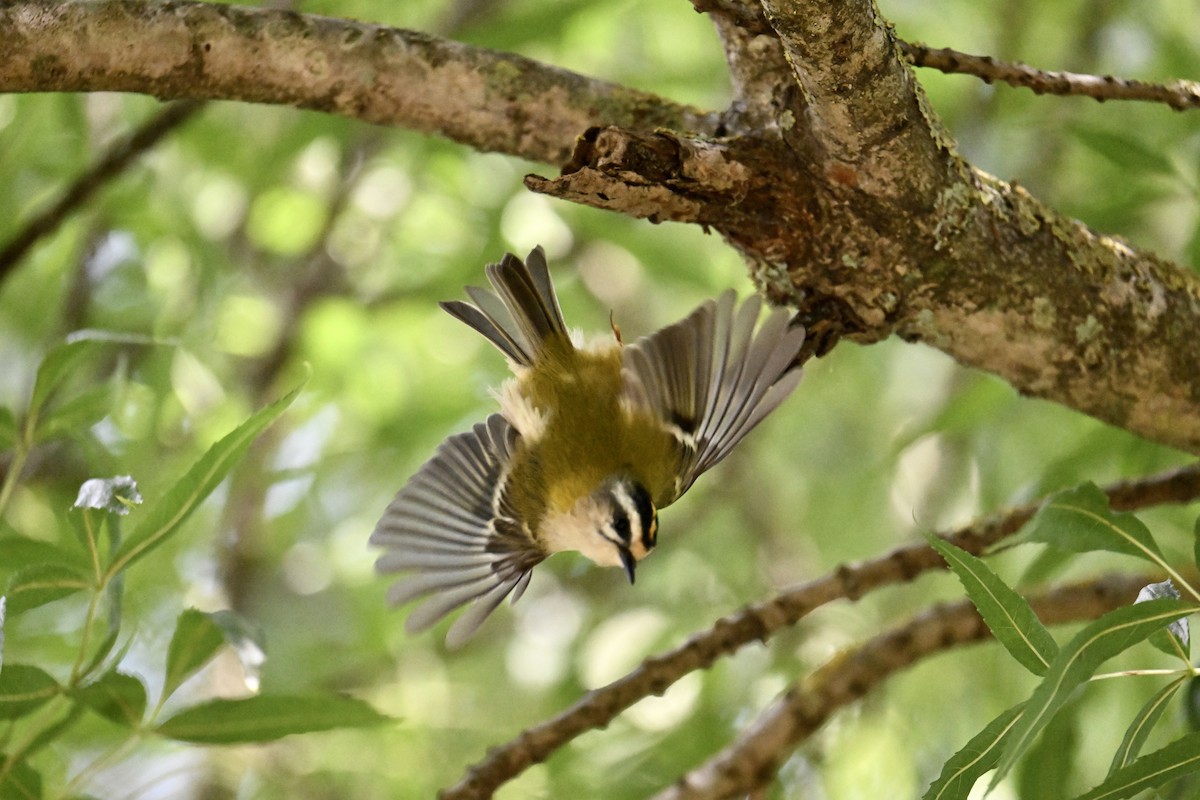 Common Firecrest - ML641379976