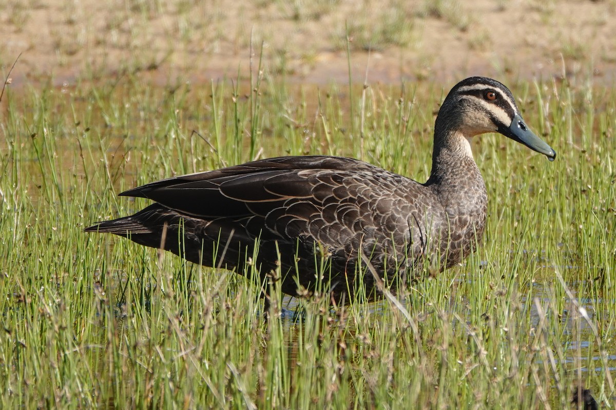 Pacific Black Duck - ML641379980