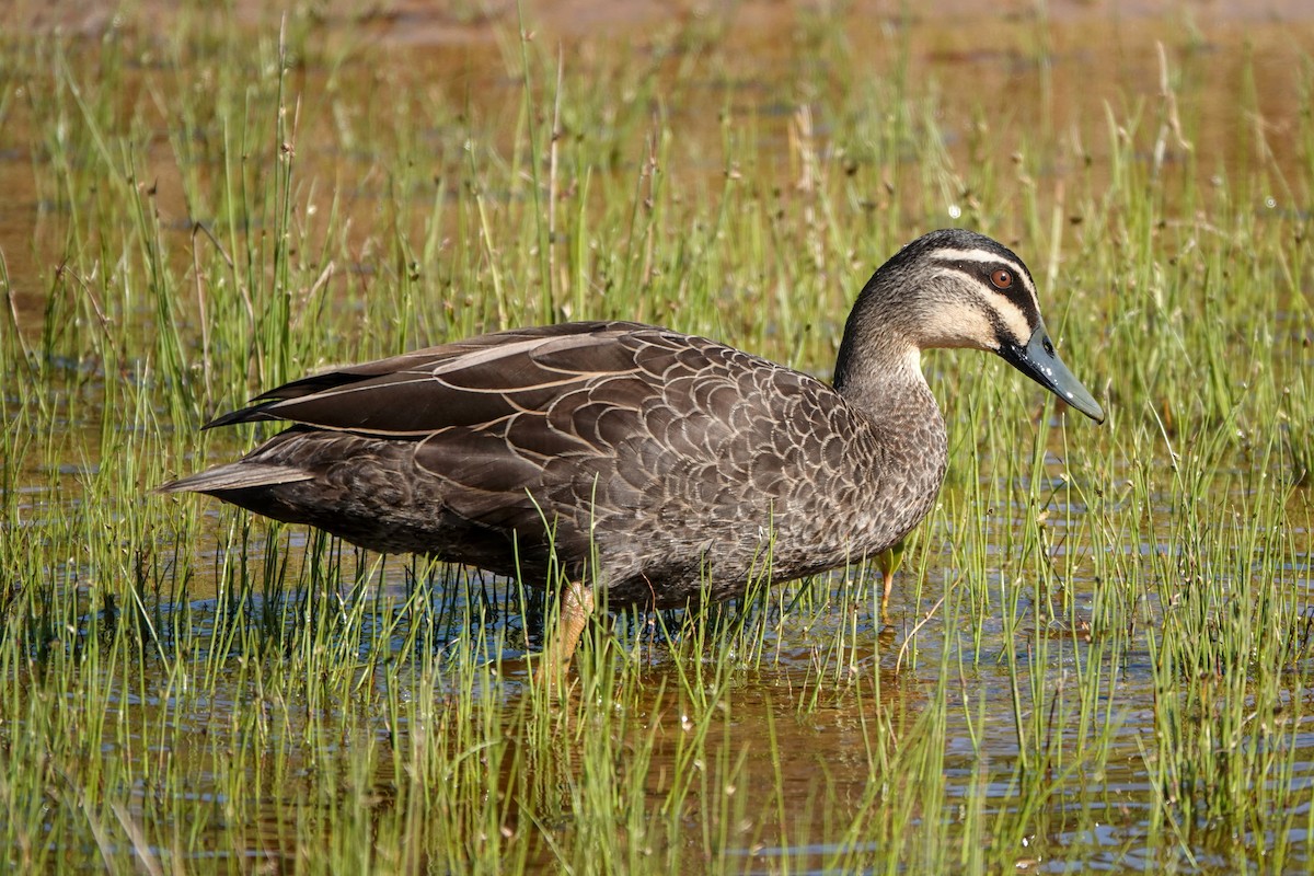 Pacific Black Duck - ML641379981