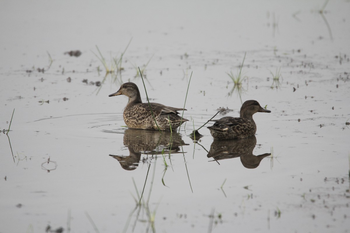 Green-winged Teal (Eurasian) - ML641379983