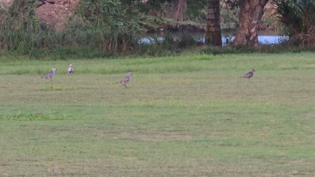 kulík hnědokřídlý - ML641379997