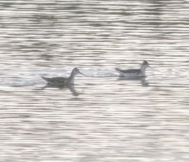 Phalarope de Wilson - ML641380000