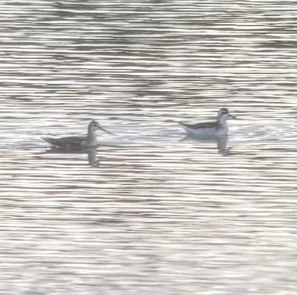 Phalarope de Wilson - ML641380001