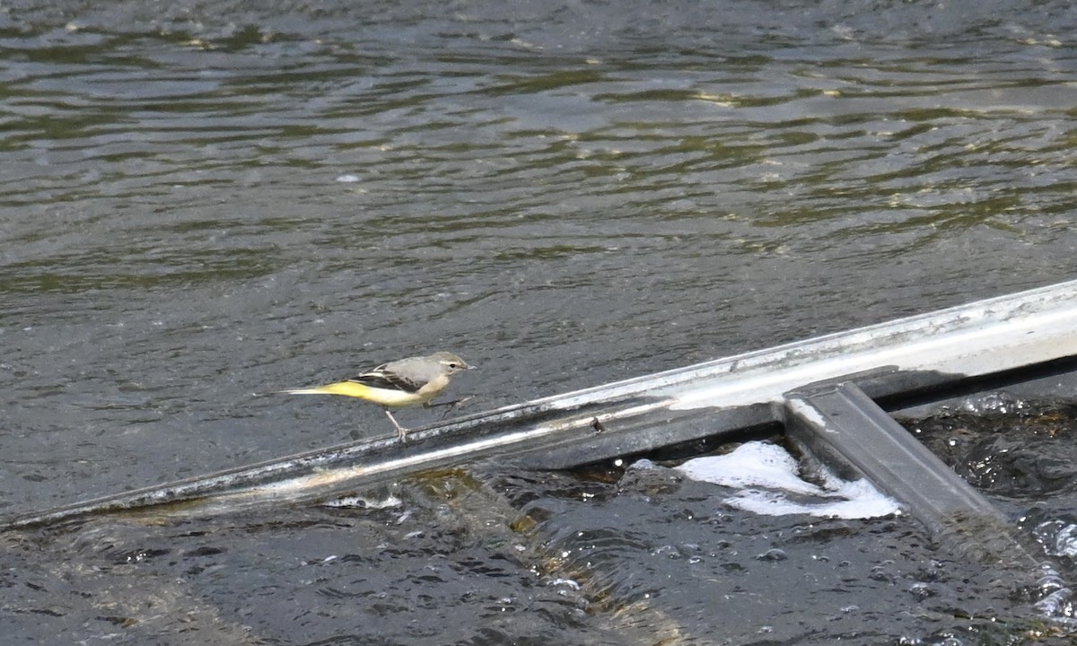 Gray Wagtail - ML641380004