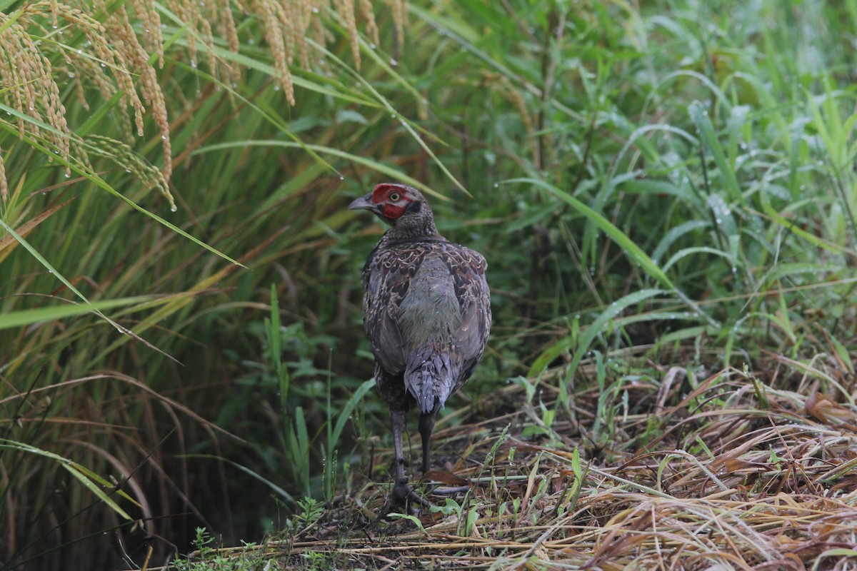 Green Pheasant - ML641380005