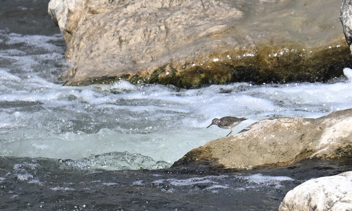 Common Sandpiper - ML641380010
