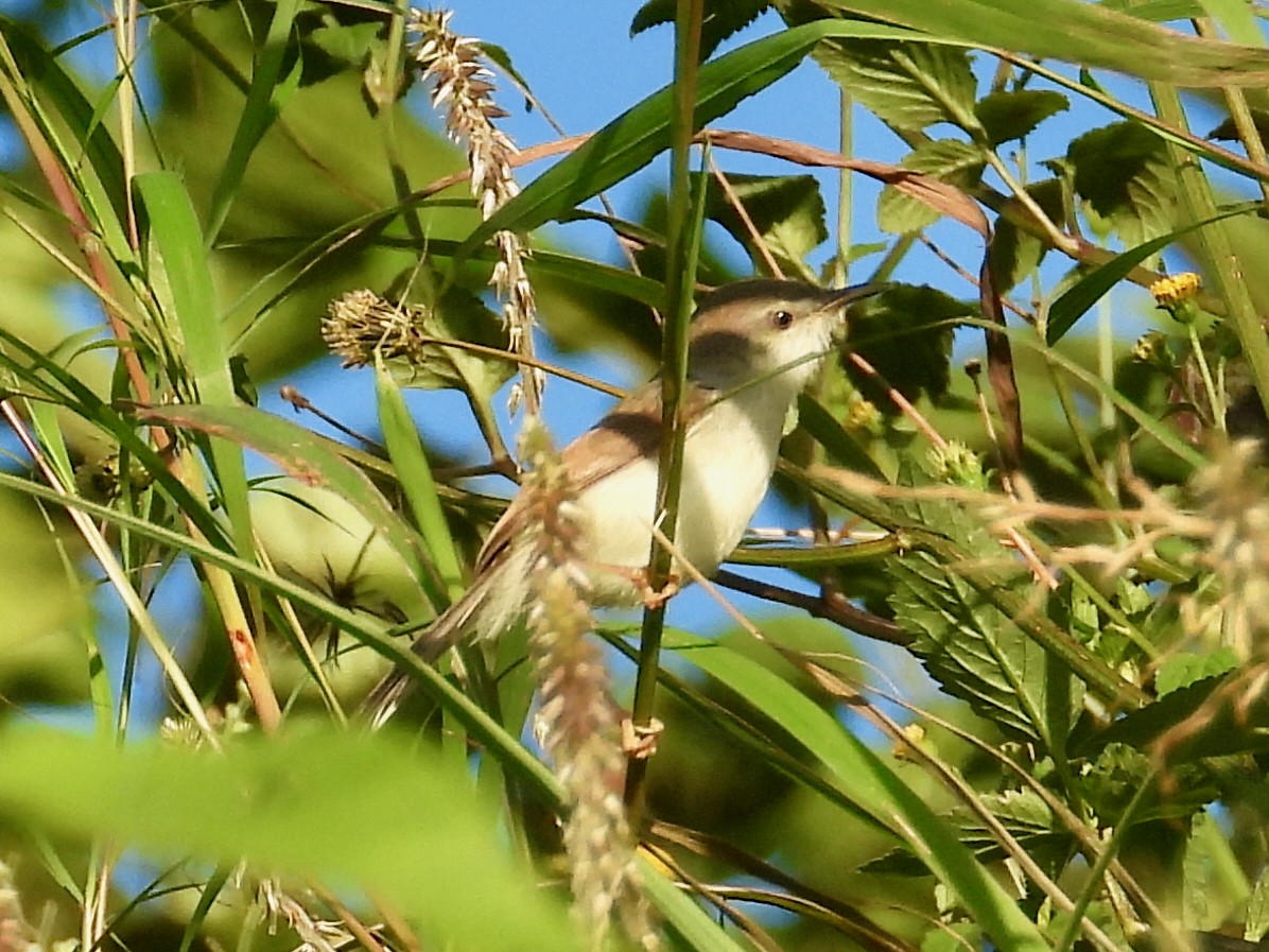 Plain Prinia - ML641380030