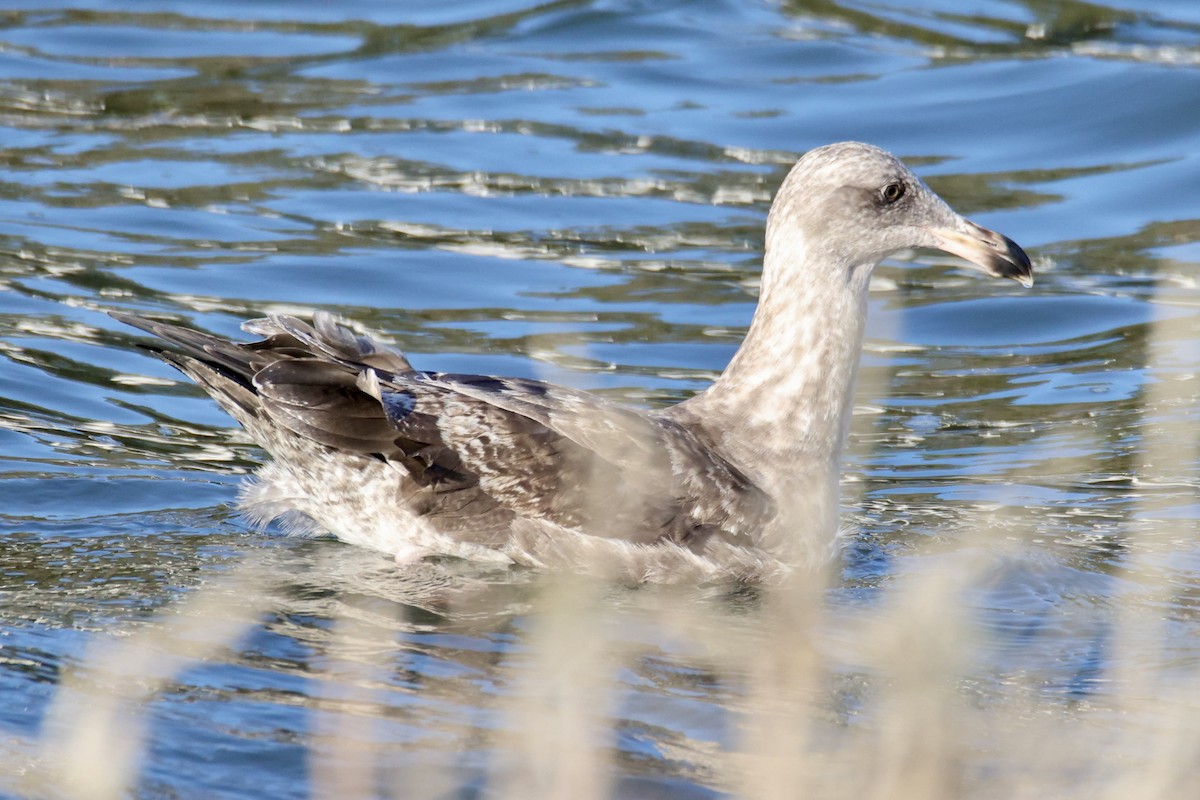 Western Gull - ML641380060