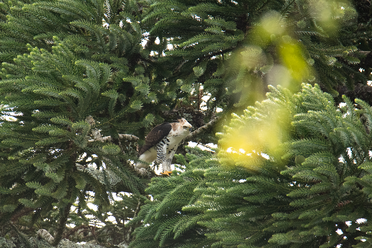 Ornate Hawk-Eagle - ML641380063