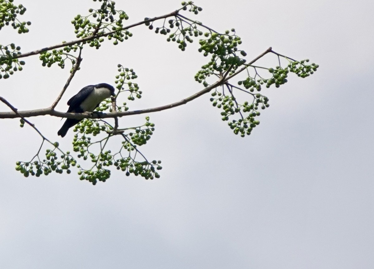 Philippine Falconet - ML641380079