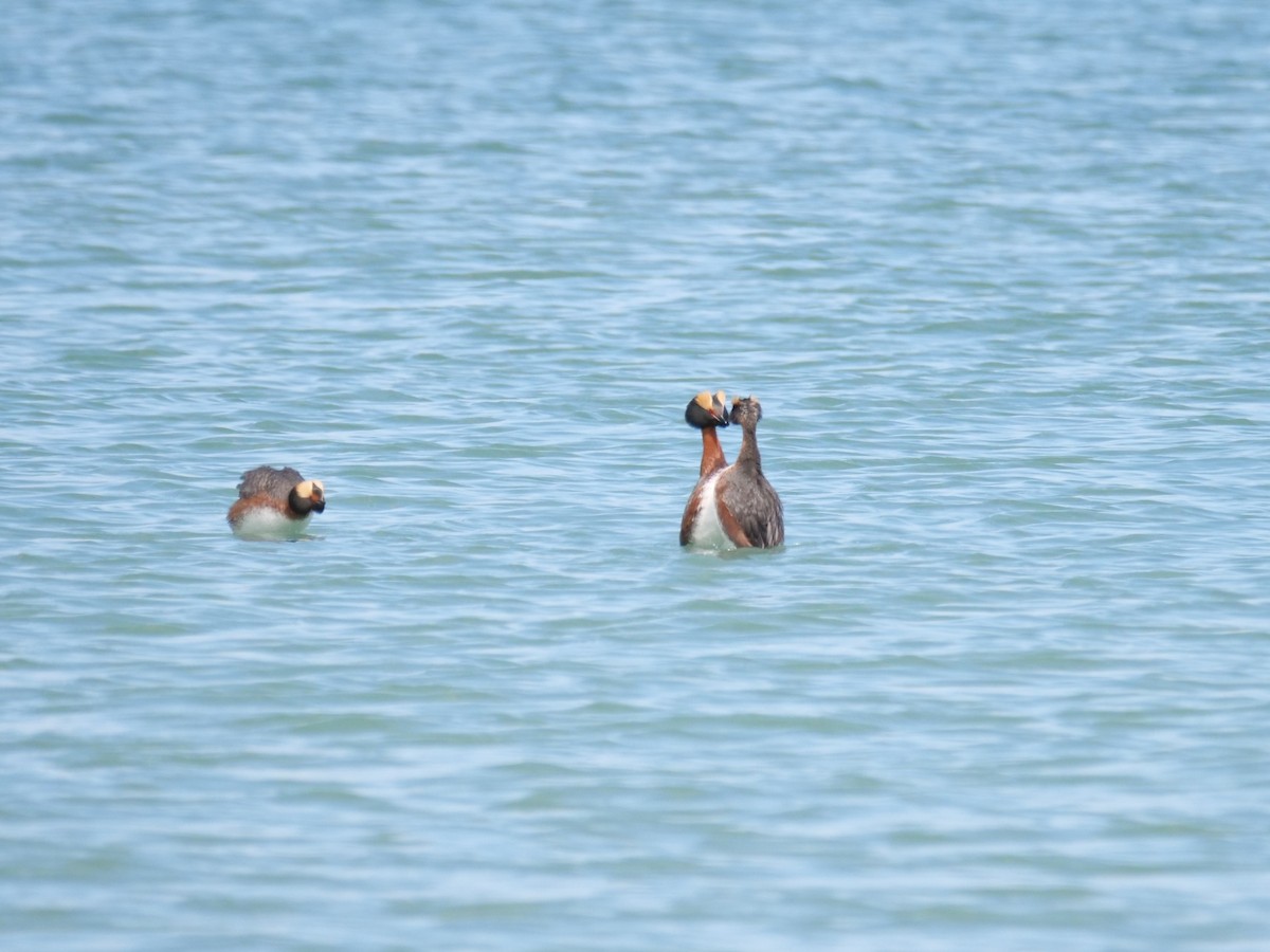 Horned Grebe - ML641380092