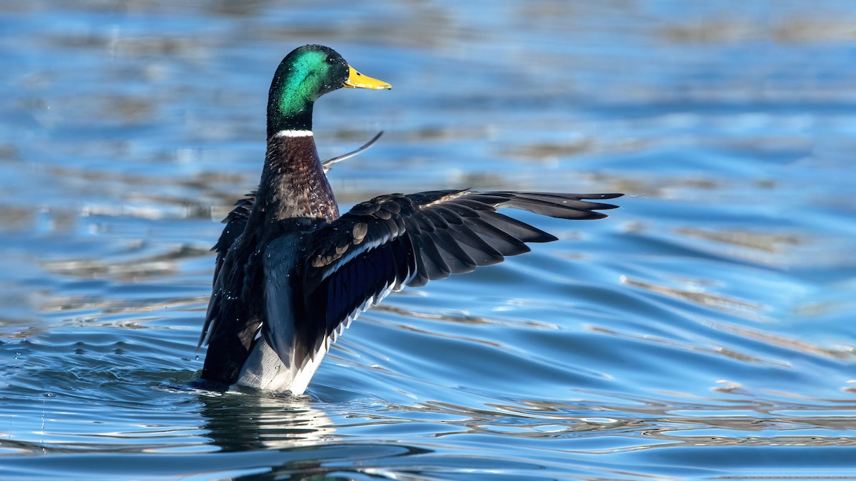 Mallard - ML641380116