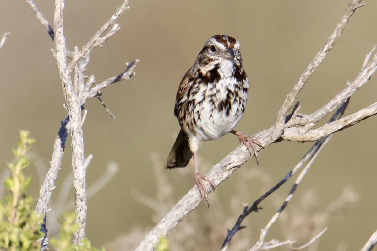 Song Sparrow - ML641380144