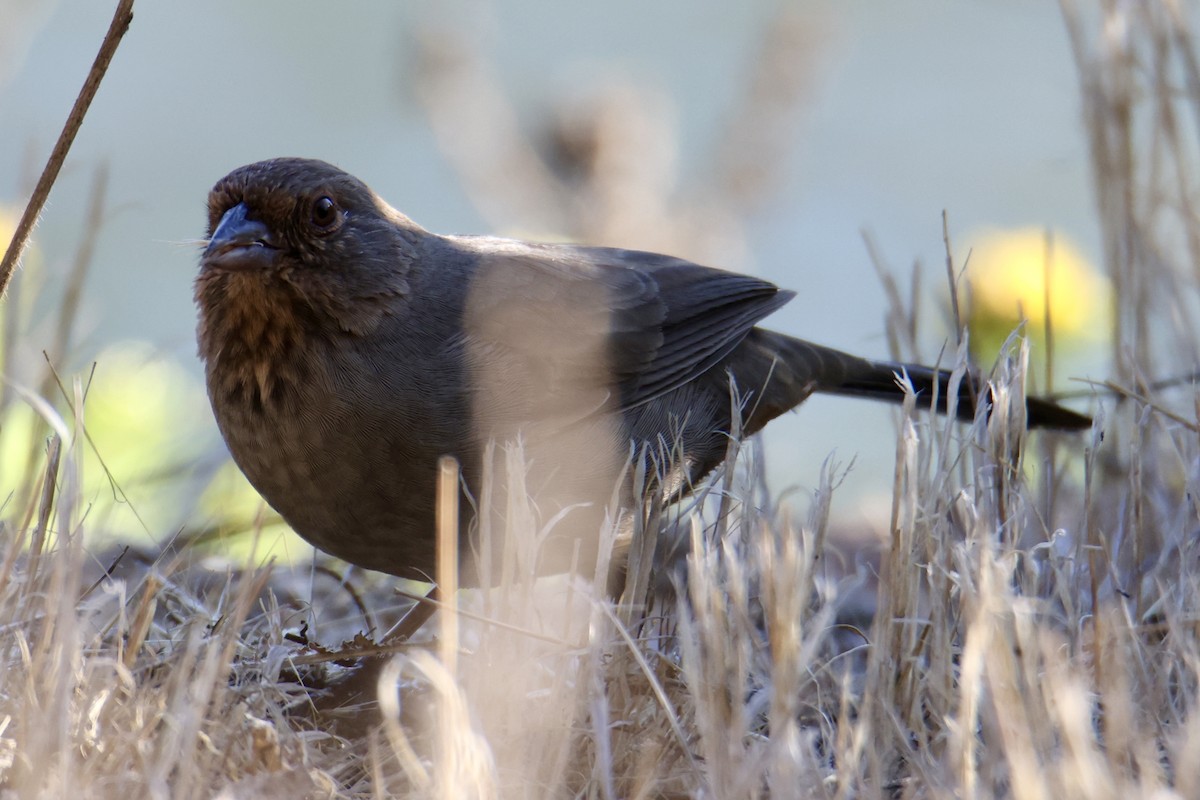 California Towhee - ML641380161