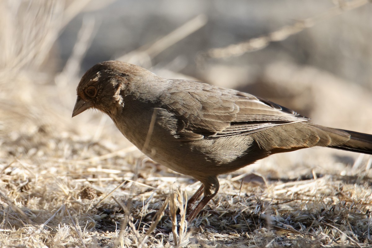 California Towhee - ML641380162