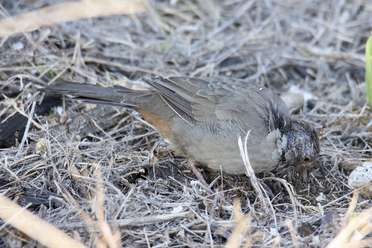 California Towhee - ML641380163