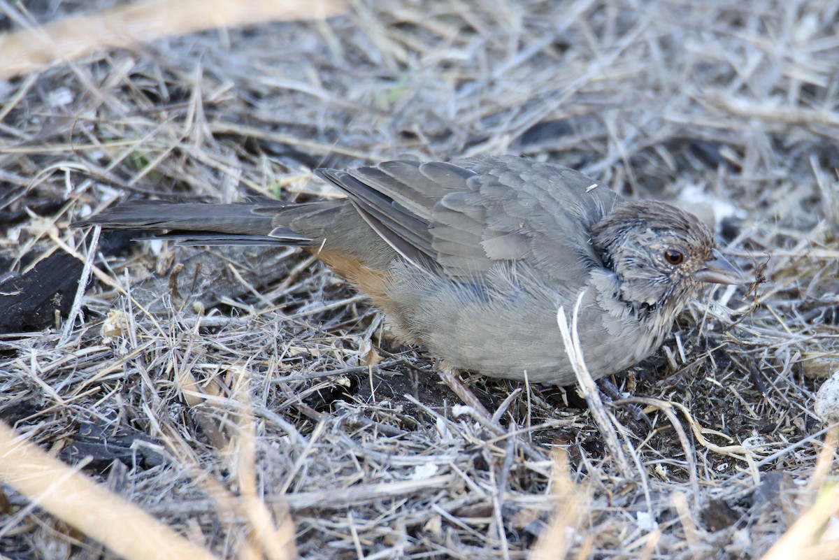 California Towhee - ML641380164