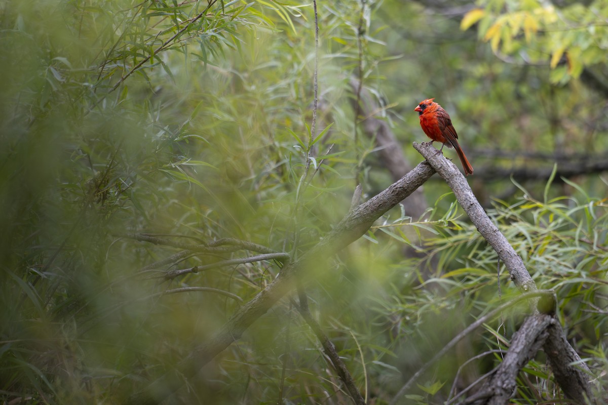 Northern Cardinal - ML641380166