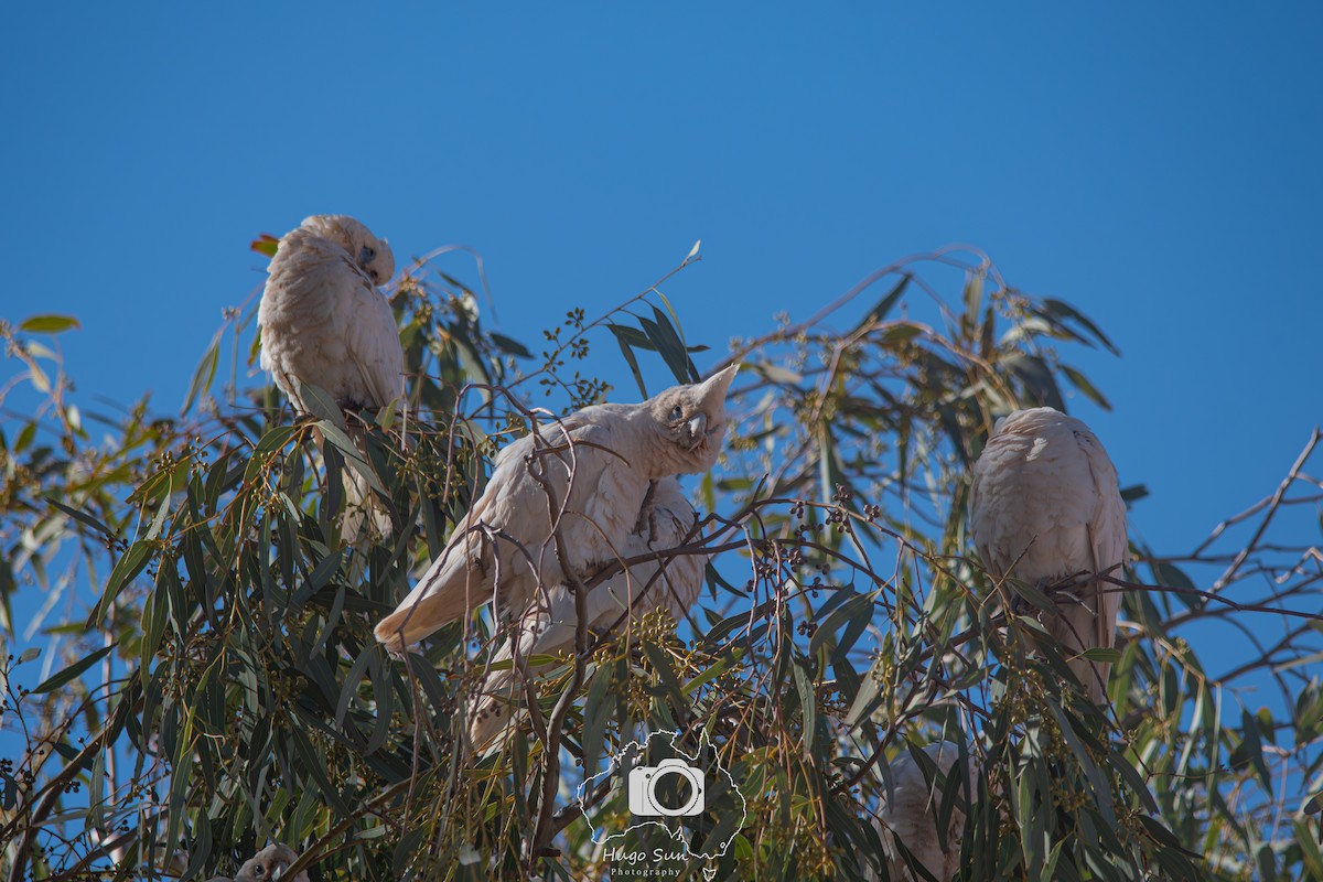 Little Corella - ML641380193