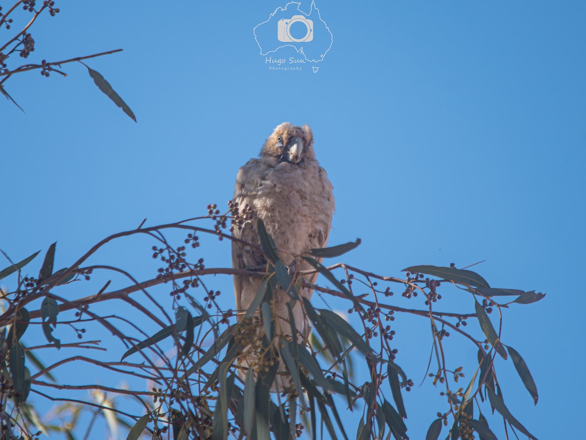Little Corella - ML641380194