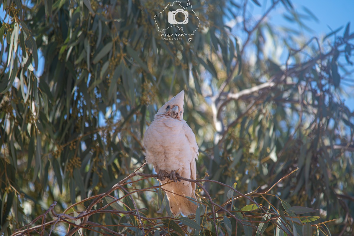 Little Corella - ML641380195