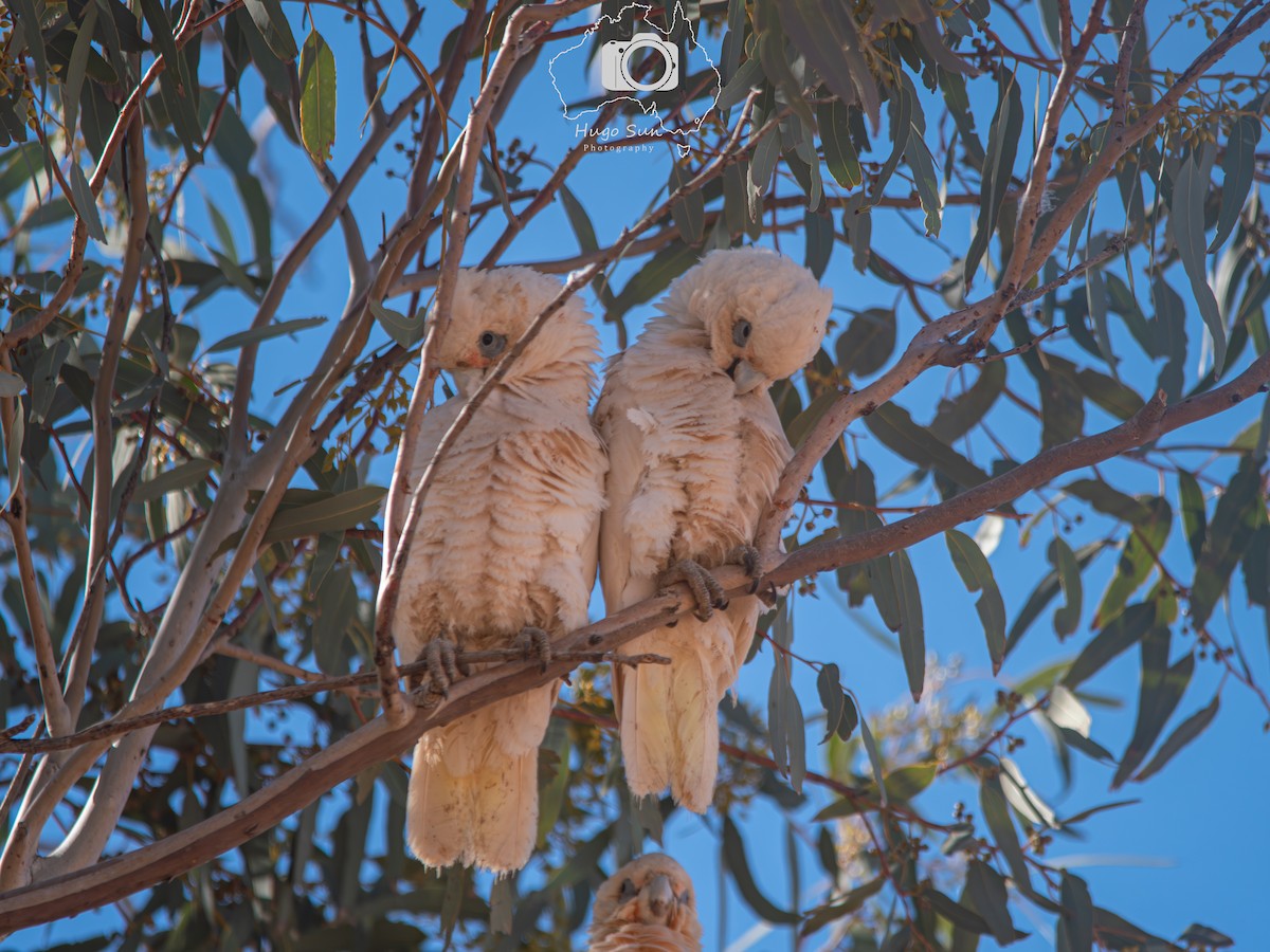 Little Corella - ML641380196