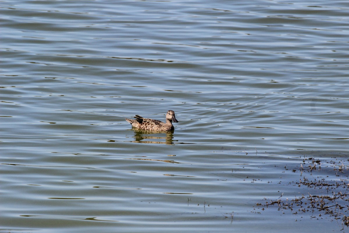 Blue-winged Teal - ML641380202