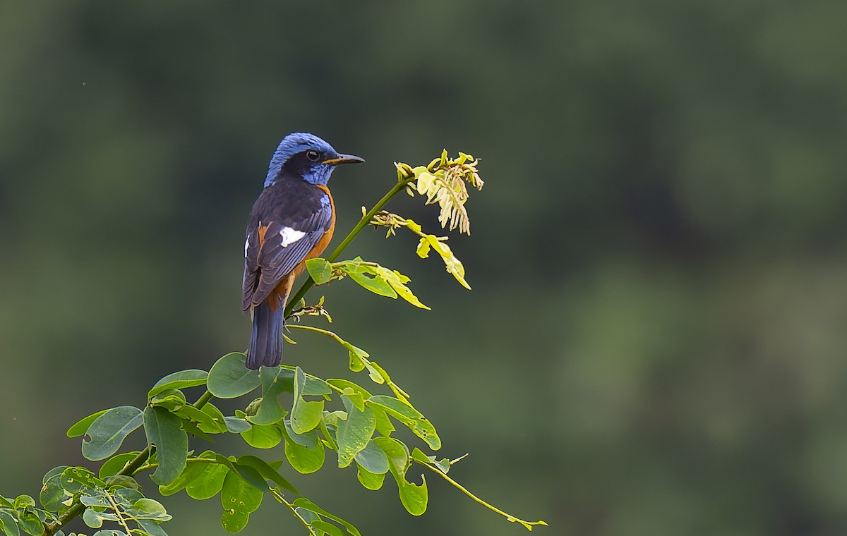 Blue-capped Rock-Thrush - ML641380239