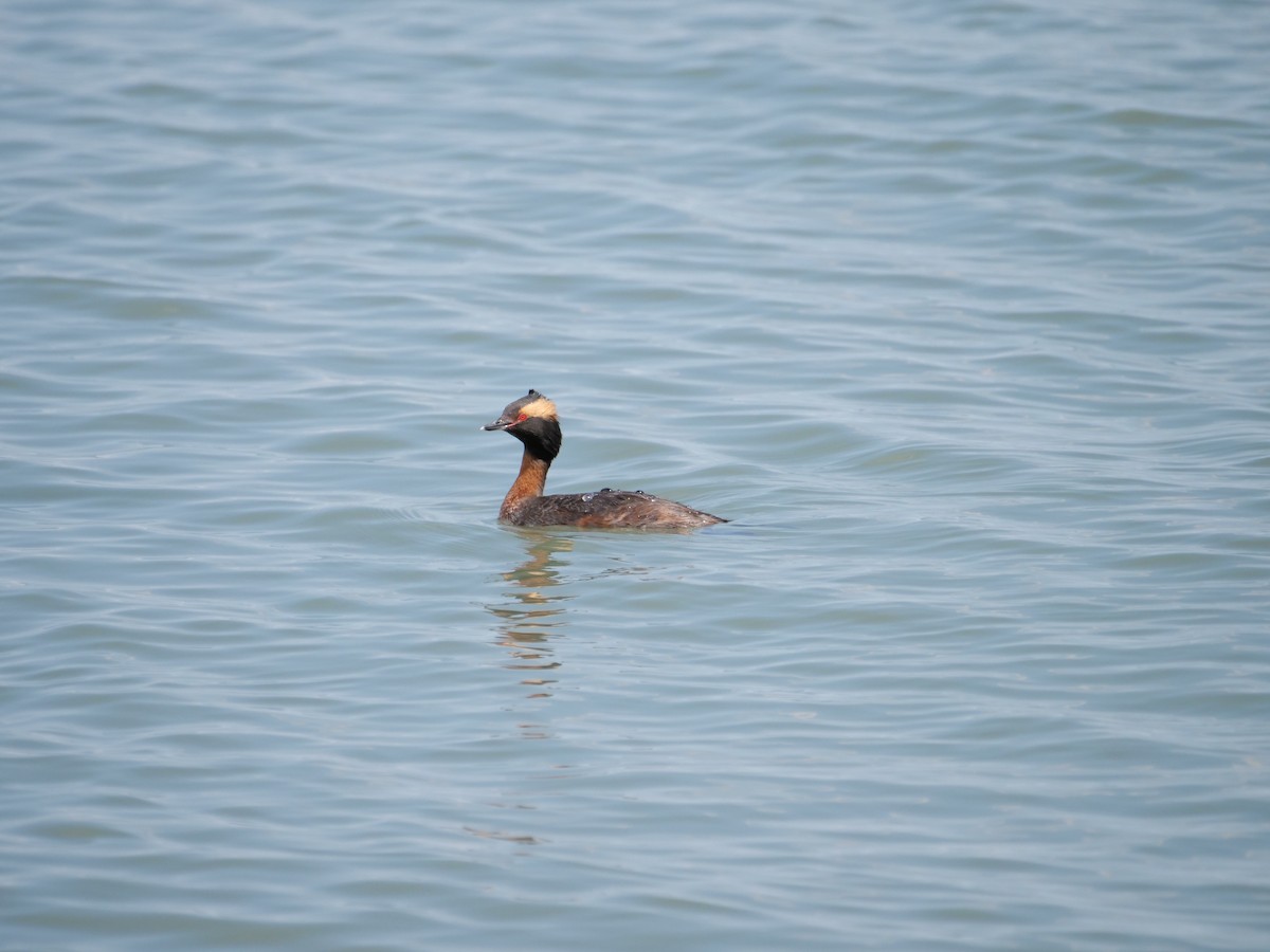 Horned Grebe - ML641380243