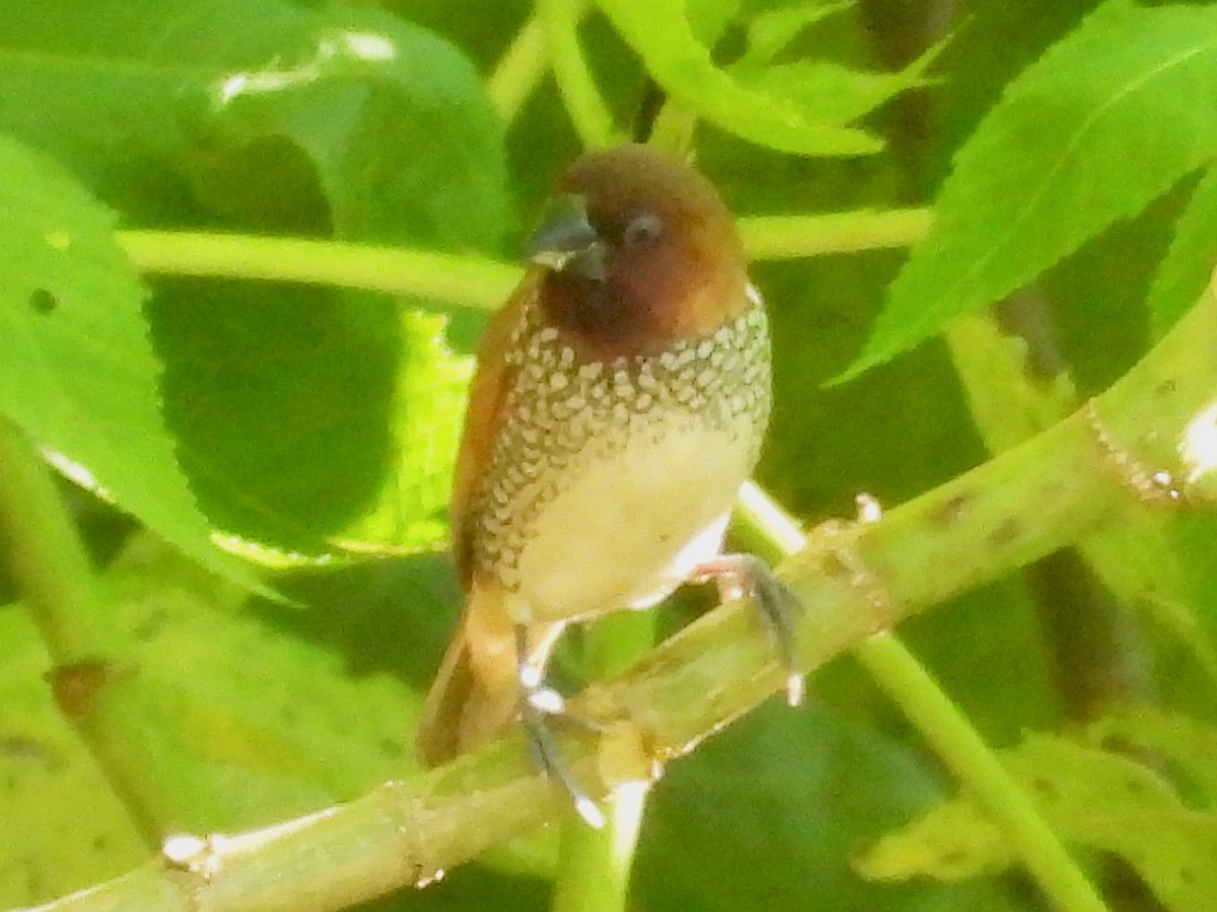 Scaly-breasted Munia - ML641380244