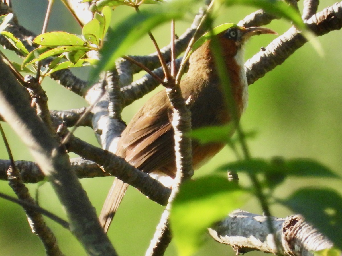 Rusty-cheeked Scimitar-Babbler - ML641380245