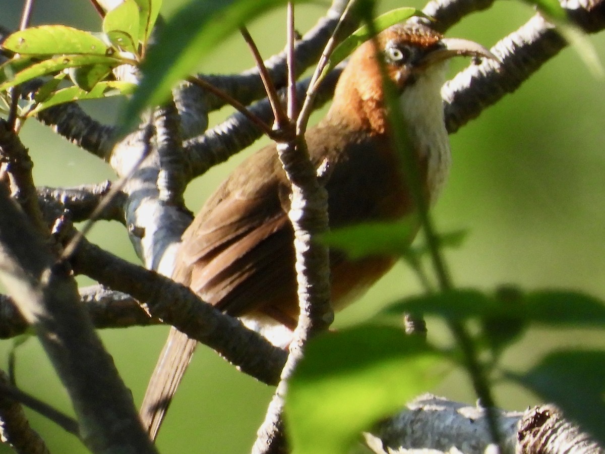 Rusty-cheeked Scimitar-Babbler - ML641380247