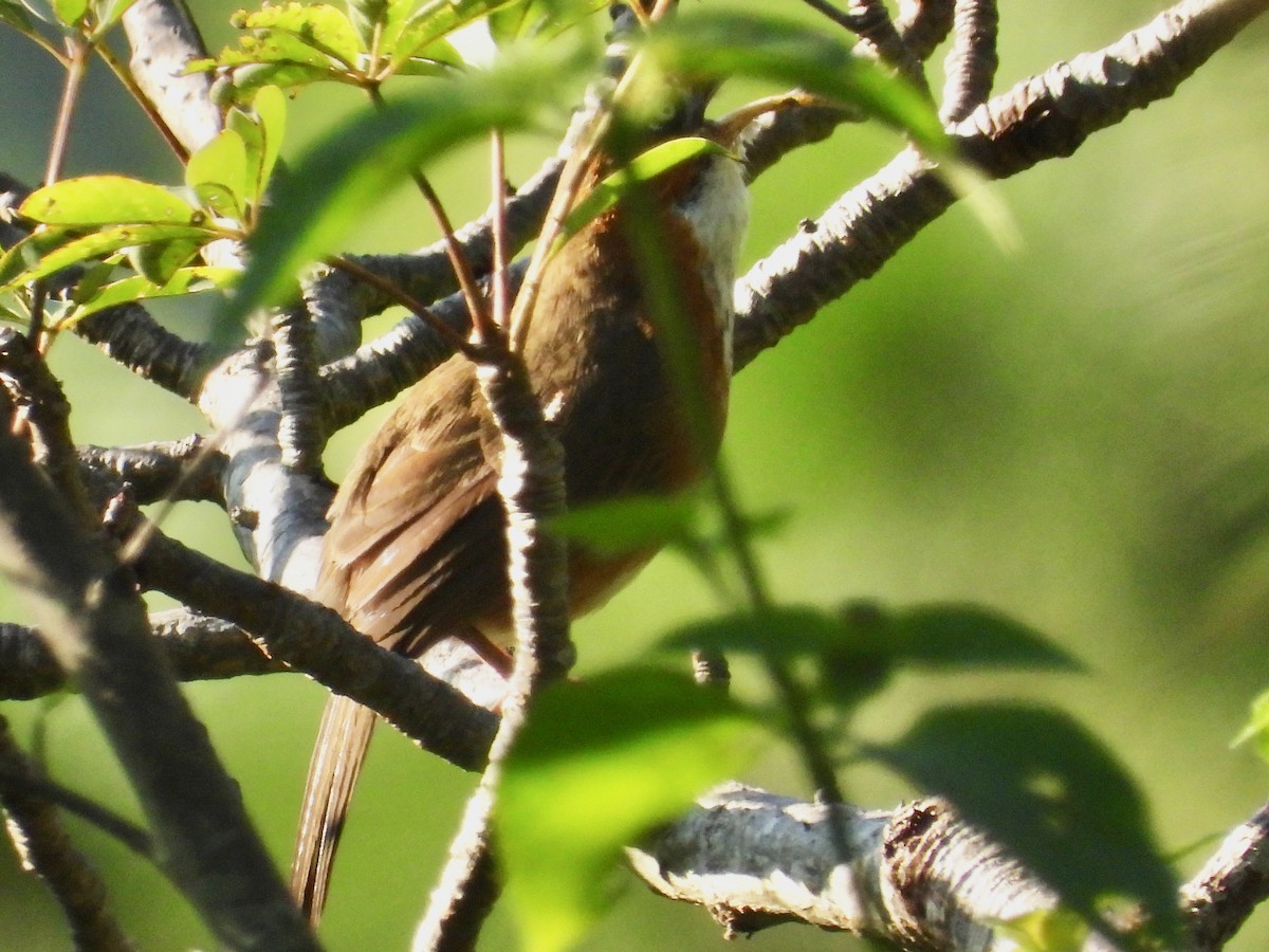 Rusty-cheeked Scimitar-Babbler - ML641380248