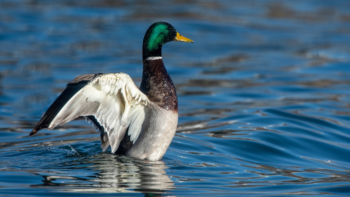 Mallard - ML641380253