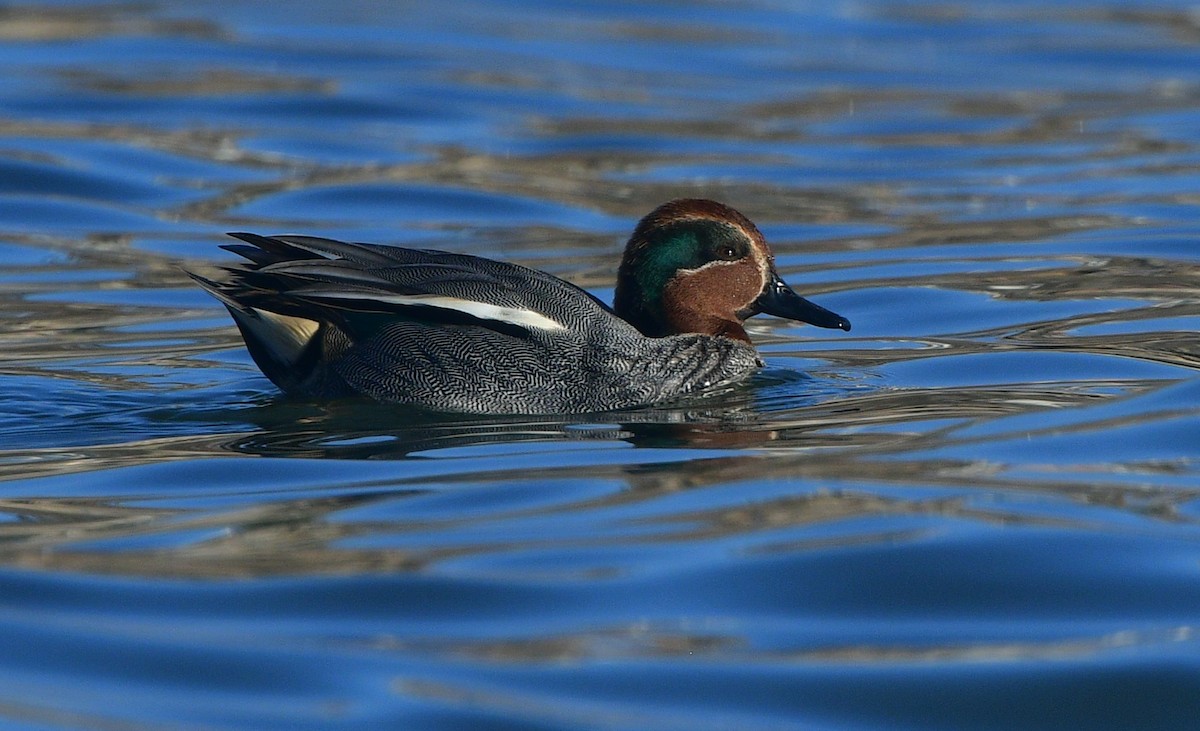 Green-winged Teal - ML641380276