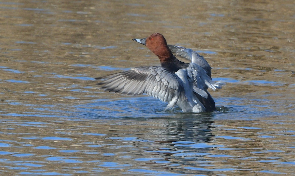 Common Pochard - ML641380287