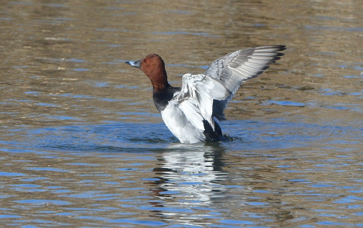 Common Pochard - ML641380288