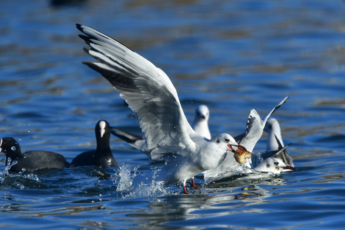 Black-headed Gull - ML641380296