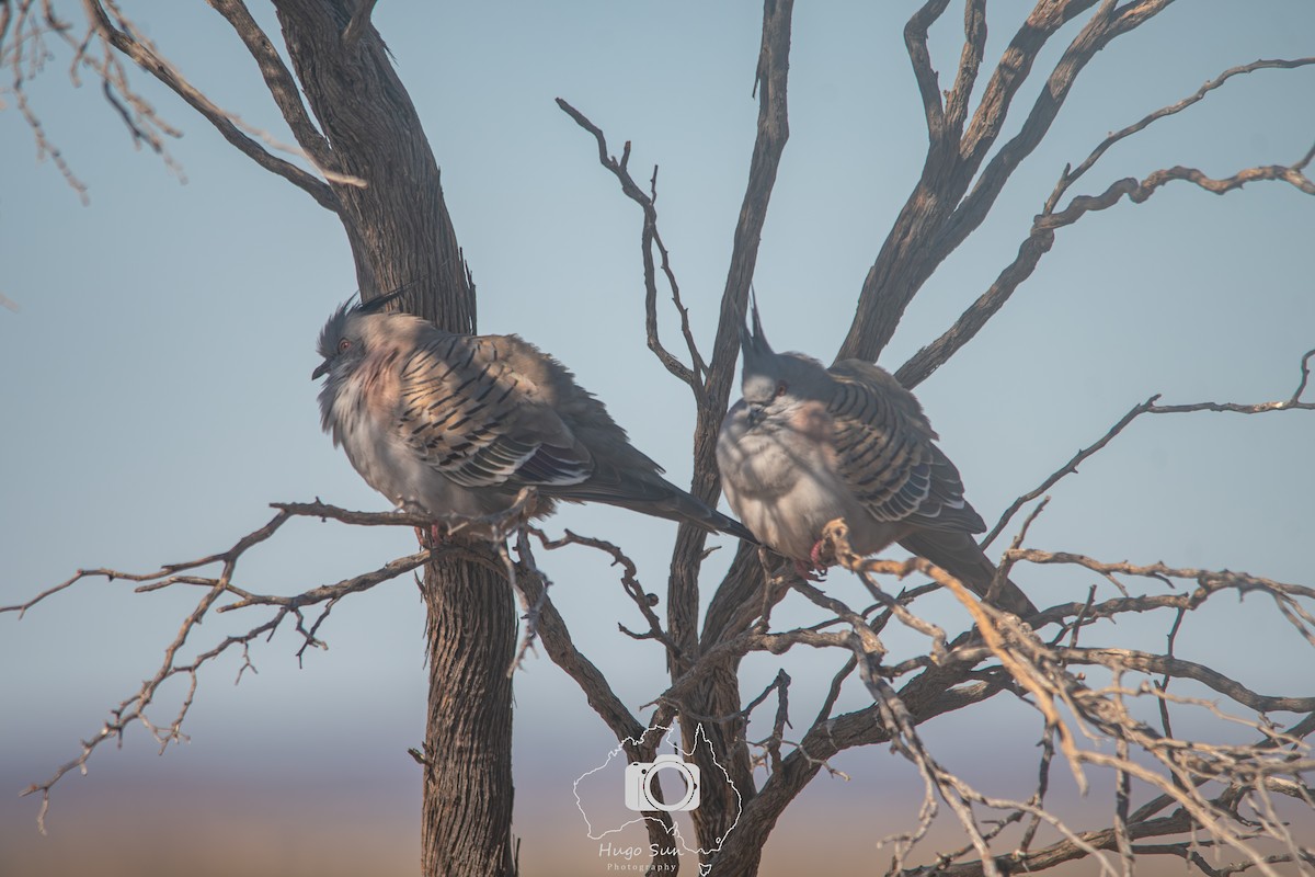 Crested Pigeon - ML641380298