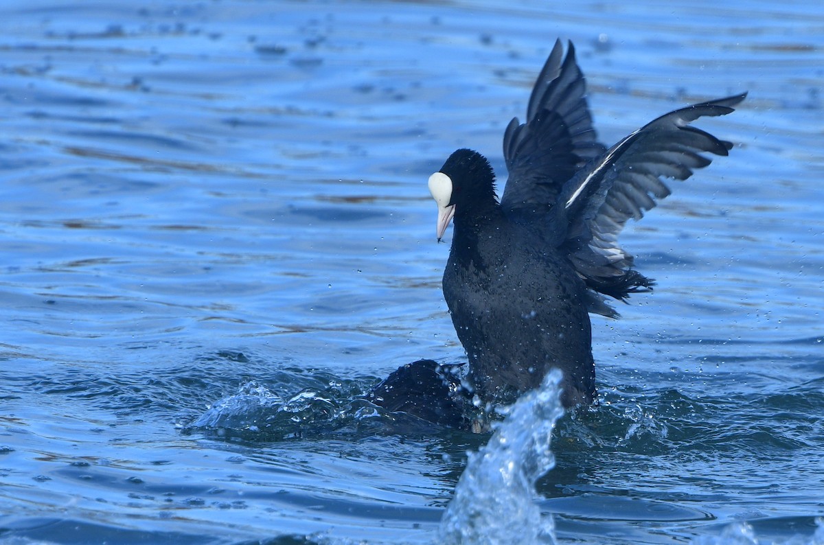Eurasian Coot - ML641380312