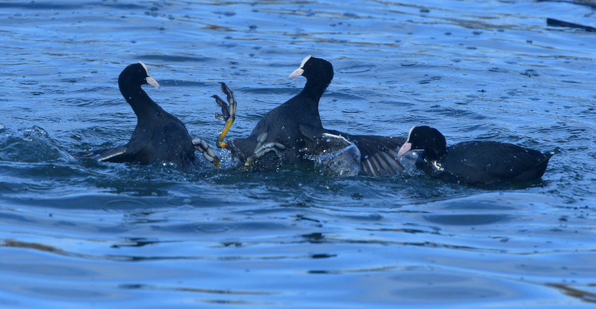 Eurasian Coot - ML641380313