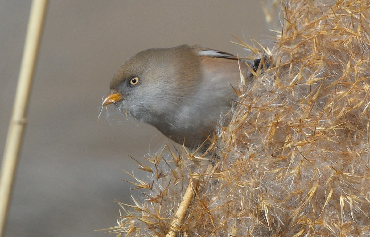 Bearded Reedling - ML641380325