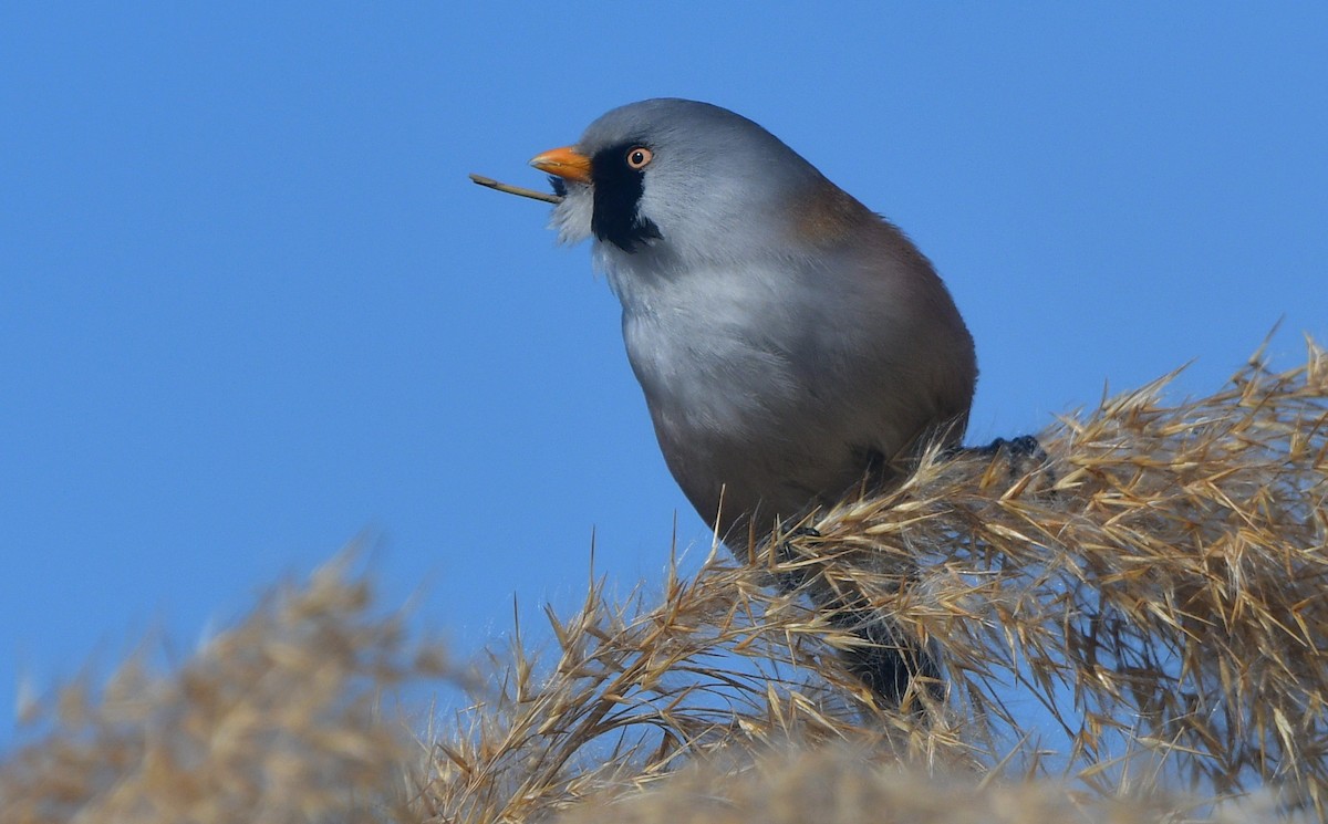 Bearded Reedling - ML641380326
