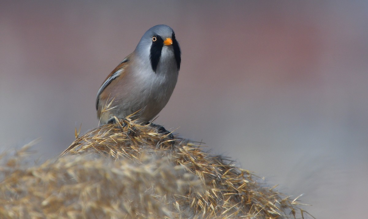 Bearded Reedling - ML641380327