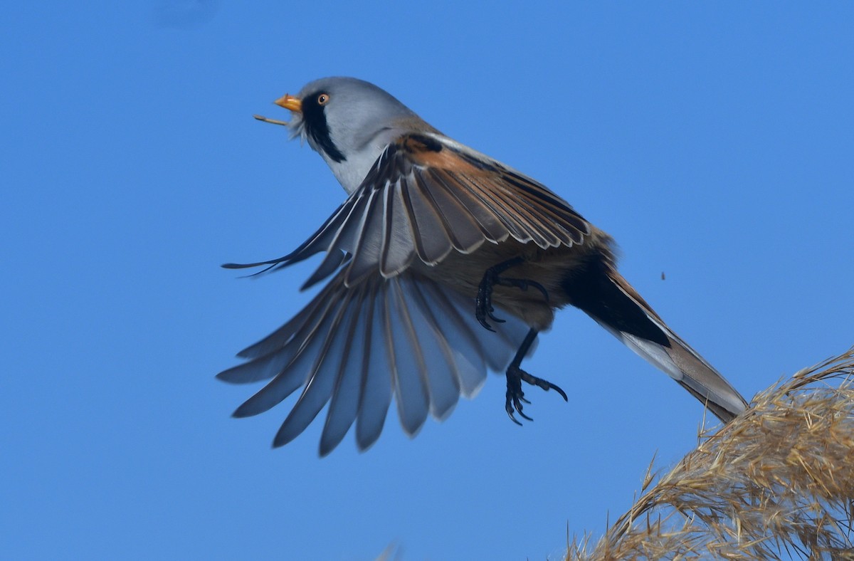 Bearded Reedling - ML641380328