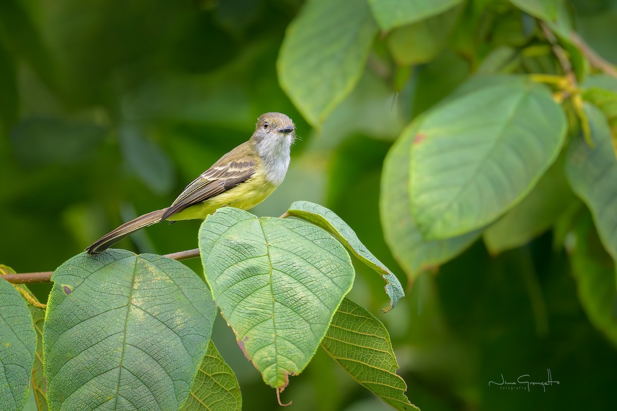 Pale-edged Flycatcher - ML641380348